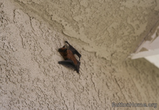 Bat on the House
