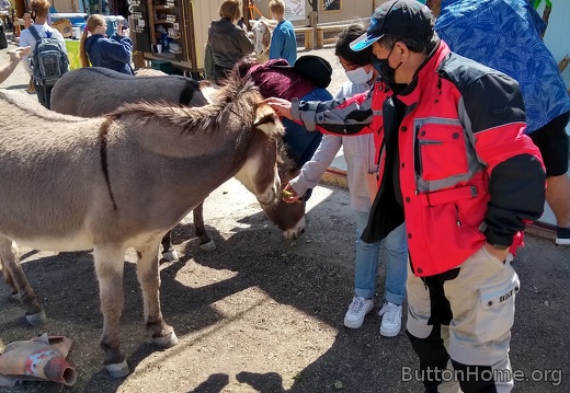 Making friends with the locals in Oatman AZ