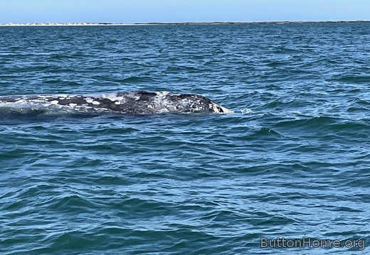 whales in San Ignacio