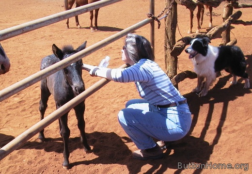 11 Latest horse at the ranch