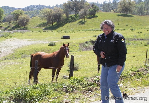 Friendly and interested horse on Indian Valley