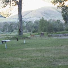 10 Deer in the morning at North Fork Idaho