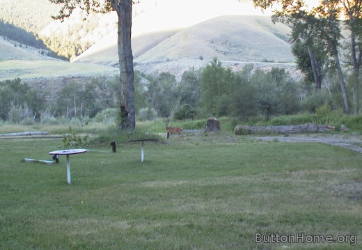 10 Deer in the morning at North Fork Idaho