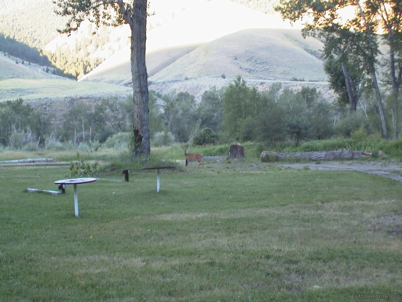 10_Deer_in_the_morning_at_North_Fork_Idaho.jpg