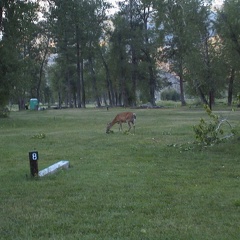 11 Deer came up to our site in North Fork Idaho