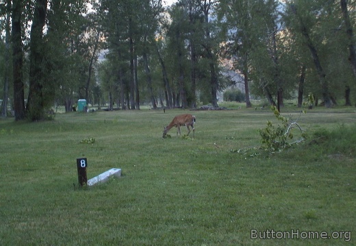 11 Deer came up to our site in North Fork Idaho