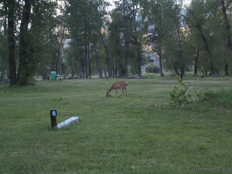 11_Deer_came_up_to_our_site_in_North_Fork_Idaho.jpg