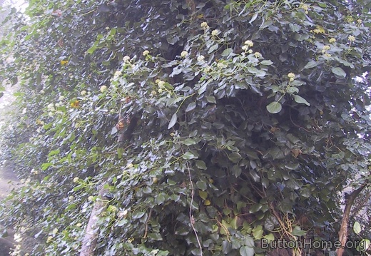 16d cutting aerial stems