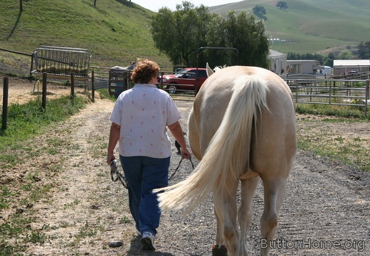 Donna's Horses
