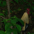 Wild roosters