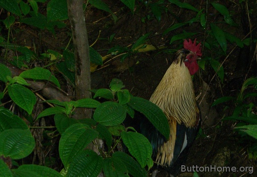 Wild roosters