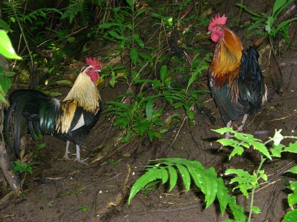 There are many free chickens on the island brought from the mainland and set free long ago