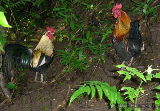 There are many free chickens on the island brought from the mainland and set free long ago