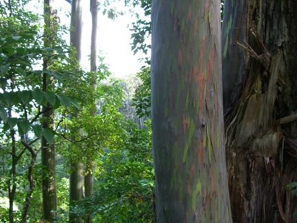 Rainbow Eucalyptus (Mindanao Gum) tree