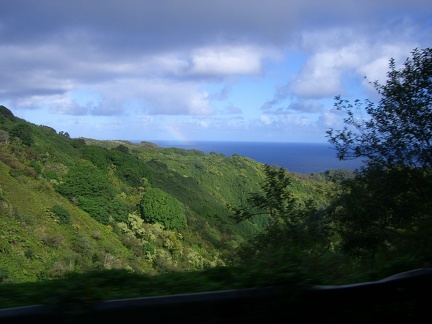 Rainforest on the east side of Maui