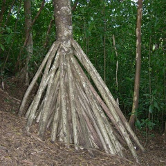 Banyan tree, common on the island