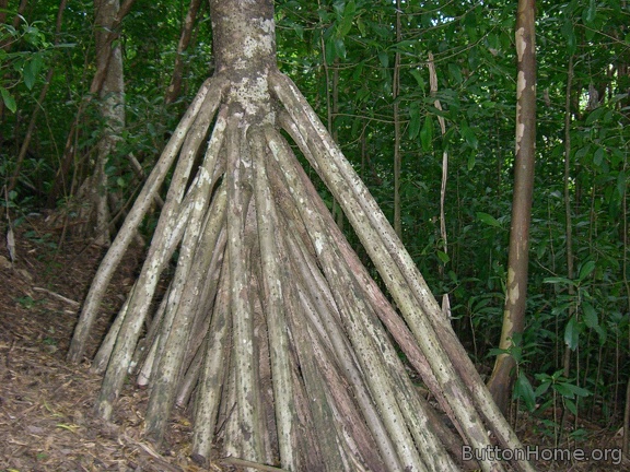 Banyan tree, common on the island