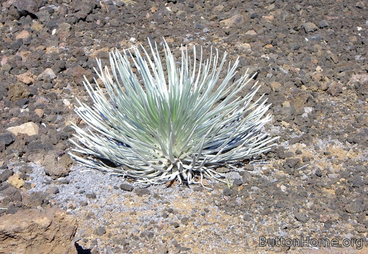 Haleakala silversword found only on the mountain