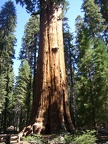 Sequoia Camp Trip