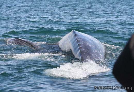Baja Truck Trip w/Donna