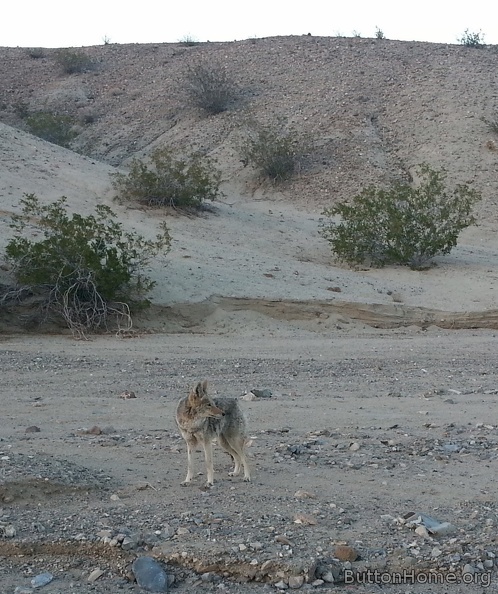coyote.jpg
