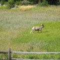 Dahl Sheep-spotted by Harvey