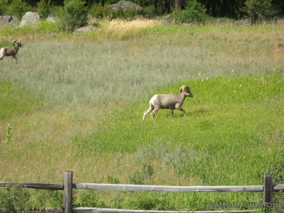Dahl Sheep-spotted by Harvey