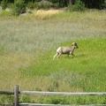 Dahl_Sheep-spotted_by_Harvey.jpg