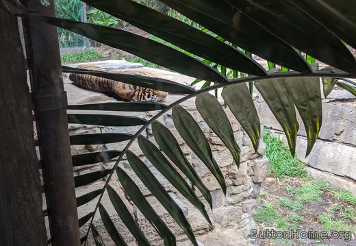 Tiger enjoying a nap