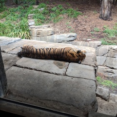 Tiger afternoon nap