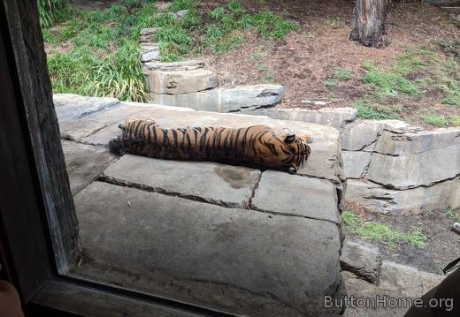 Tiger afternoon nap