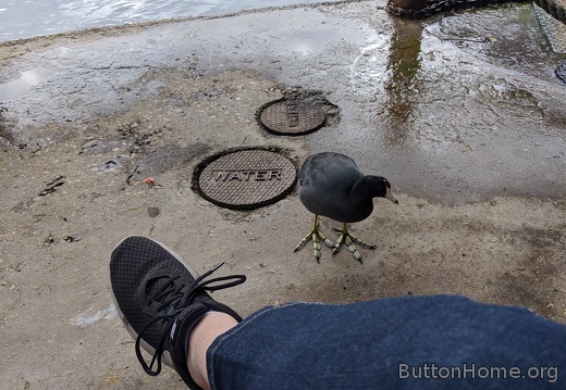 Birds visiting us along the lagoon