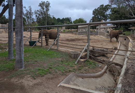 Elephant in the afternoon