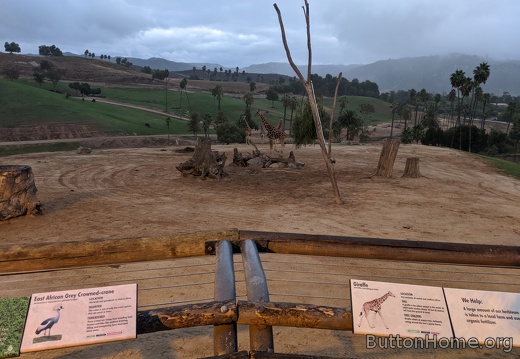 Evening on the African plains