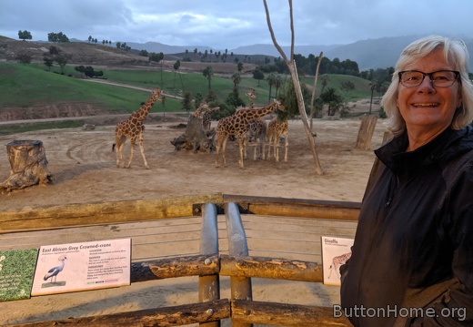 Giraffe gather for evening snack
