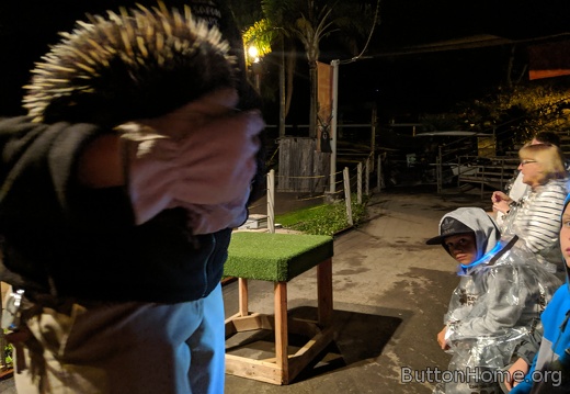 Australia Echidna out for the evening