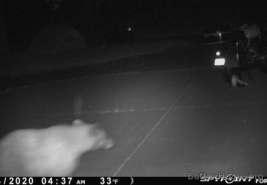 Bear checks on the bikes