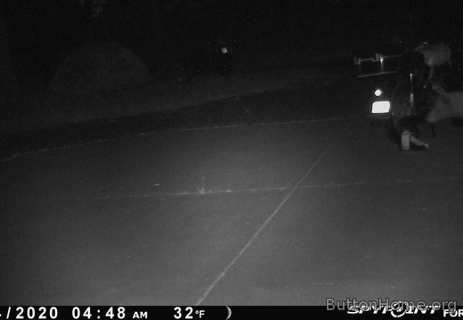 Bear likes someones bike or boots