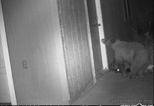 Bear finds the garage door