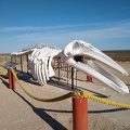 Grey whale skeleton at Ojo de Liebre