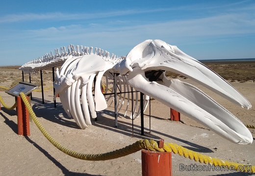 Grey whale skeleton at Ojo de Liebre