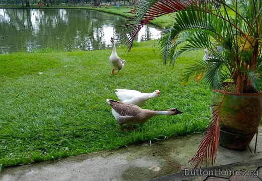 Aggressive geese at breakfast
