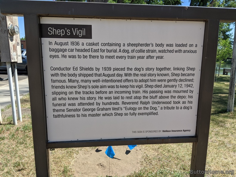 Shep the dog's story