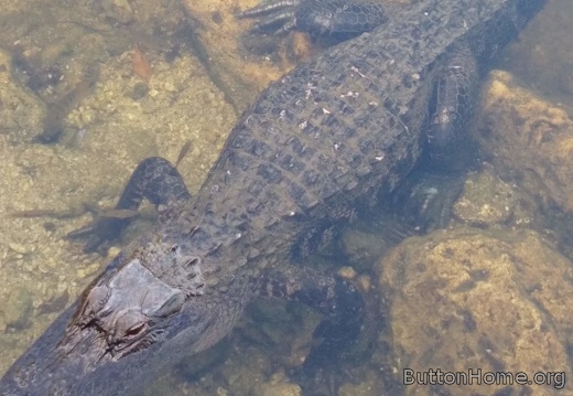Nature tour and airboat rides begins with Gaters