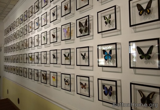 All the butterflies
