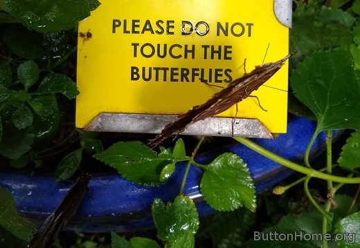 but the butterflies can touch us. fair?