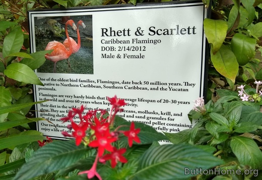 Rhett & Scarlett the flamingos