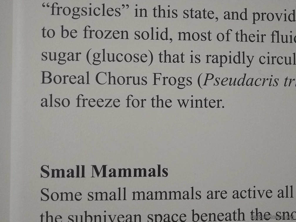 frogsicles