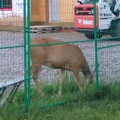 Deer wonder freely in Waterton each evening
