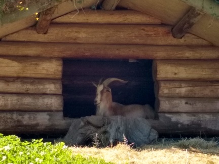 goats on the roof shop